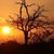 Sharon Dillon's profile image