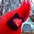 Tim Stidham's profile image