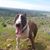 Peter Bostrom's profile image