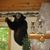 Phyllis Lass Thomton's profile image