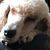 Debbie Davis's profile image