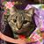 Timothy Bosnyak's profile image