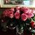 Blanca Hernandez's profile image