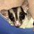 Connie Small's profile image