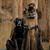 David Dugas's profile image