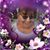 Victoria Fierro's profile image