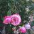 Anne Record Bunting's profile image