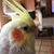 Pio Deotto's profile image