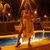 Sara Renee Helfrich's profile image