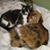Susan McGrath's profile image