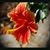 Liss Clarke's profile image