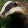 Biff Sterling S.'s profile image