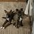 Gina Iwen Hall's profile image