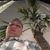Dave Dudley's profile image