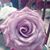 Tamara Davids's profile image