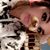 Maria D. Ross's profile image