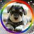 Steffi Lee's profile image