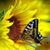 Shannon Phillips Keeffe's profile image
