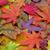 Missy Bauersfeld Lovewell's profile image