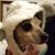 Julie Link's profile image