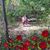 Tracy Freeman's profile image