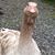 Ron Kress's profile image