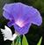 Melanie Bankhead Felton's profile image