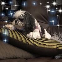 Carolyn Callie Schweitzer's profile image