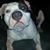 Smith Blue Pit's profile image