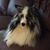 Susan Harrison's profile image