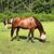 Susan Greenberg Merryman's profile image
