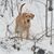 Kim Rezmer Campbell's profile image