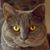 Sue Sanborn Johnson's profile image