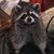 Lori Curtis's profile image