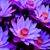 Leslie Mederos's profile image