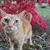 Fillie Chilli Pinto's profile image