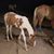 Tracy Pavan's profile image