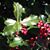 Holly Ilex Opaca's profile image