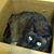 Toby Cat Billig's profile image