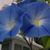 Kathleen Garrigan Rivers's profile image