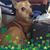 Genevieve Puppe's profile image