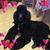 Sherhonda Perdue Ginn's profile image