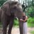 Grace Hasell's profile image