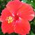 Melissa Huff Sheldon's profile image