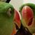 Jaci Schall's profile image
