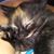 Shawndra Costello's profile image