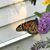 Susan W. Ladd's profile image