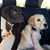 Francie Flit's profile image