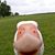 Rob White's profile image