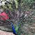 Sushma Siddabathula's profile image